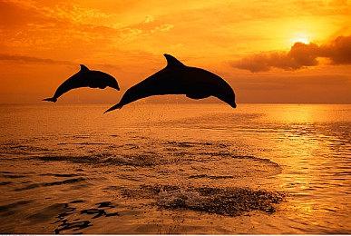 《洞窟探险》开发者新作《UFO 50》制作中 截图欣赏