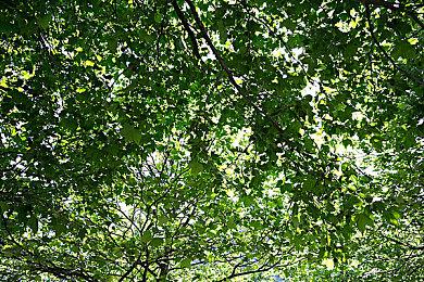 《暗黑4》抢先玩家没有限定坐骑饰品 暴雪：仅限B测